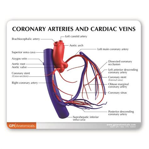 coronary artery distribution box|Coronary arteries and cardiac veins: Anatomy and .